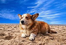 Dog Obedience TrainingDog Obedience TrainingDog Obedience TrainingDog Obedience TrainingDog Obedience TrainingDog Obedience TrainingDog Obedience Training