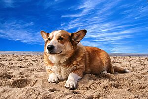 Dog Obedience TrainingDog Obedience TrainingDog Obedience TrainingDog Obedience TrainingDog Obedience TrainingDog Obedience TrainingDog Obedience Training