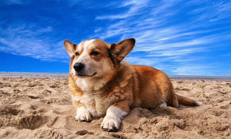 Dog Obedience TrainingDog Obedience TrainingDog Obedience TrainingDog Obedience TrainingDog Obedience TrainingDog Obedience TrainingDog Obedience Training