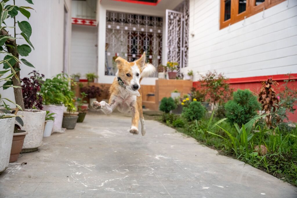 Pet Zoomies: Understanding, Benefits, Downsides, Avoidance, and Management