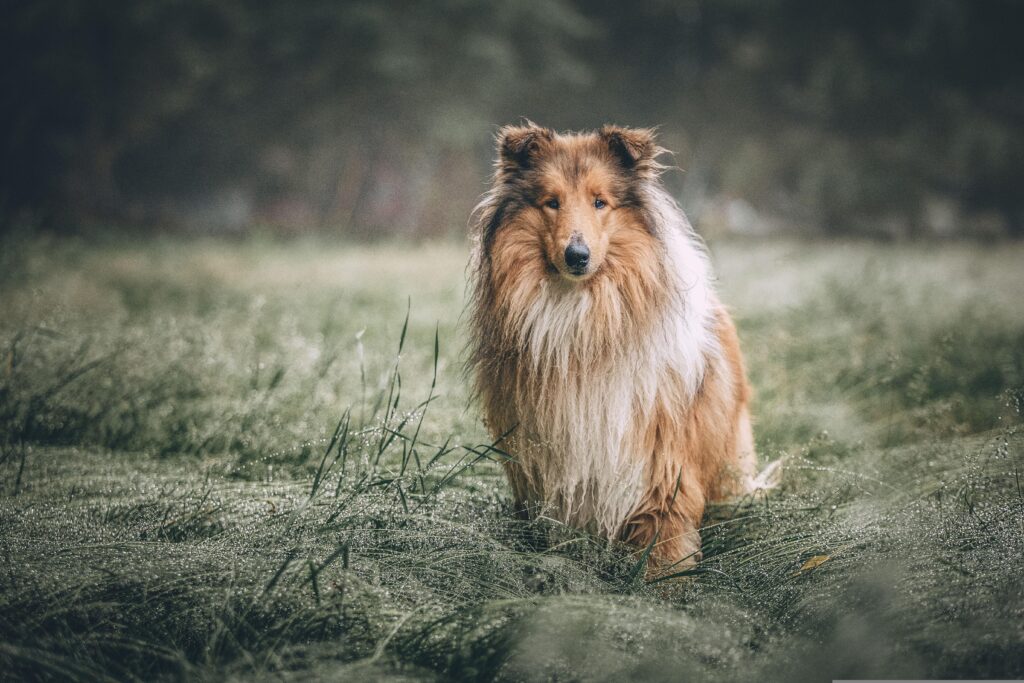 Pet Telemedicine Services: The Complete Guide to Online Veterinary Care in 2026
