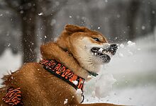 Pet Zoomies: The Complete Guide to Understanding and Managing Your Pet's Wild Energy Bursts