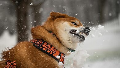 Pet Zoomies: The Complete Guide to Understanding and Managing Your Pet's Wild Energy Bursts