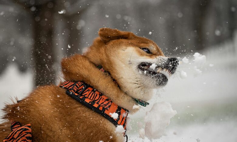 Pet Zoomies: The Complete Guide to Understanding and Managing Your Pet's Wild Energy Bursts