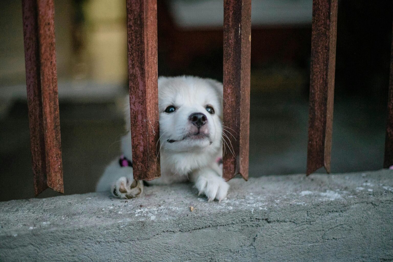 The Importance of Recognizing Early Signs of Dog Anxiety Dog Anxiety
