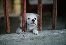 Dog Anxiety
