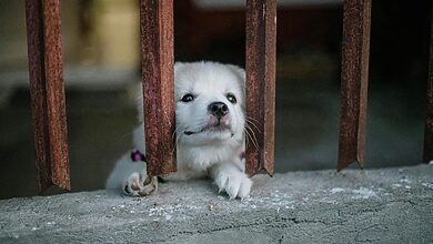 Dog Anxiety