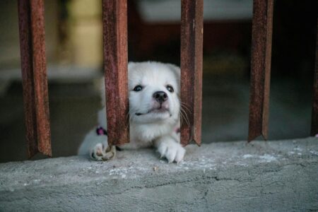 Dog Anxiety