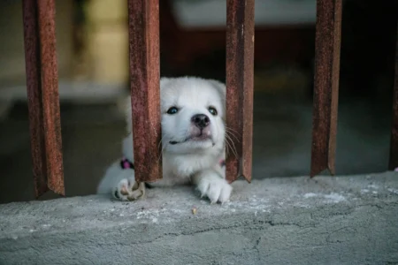 The Importance of Recognizing Early Signs of Dog Anxiety The Importance of Recognizing Early Signs of Dog Anxiety