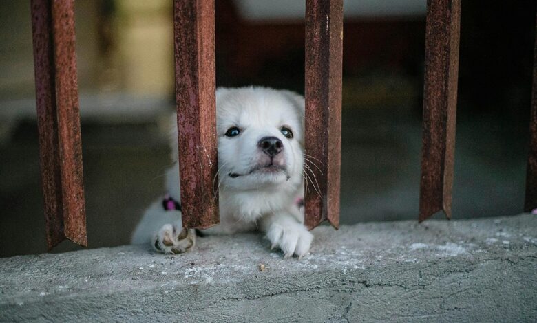 Dog Anxiety