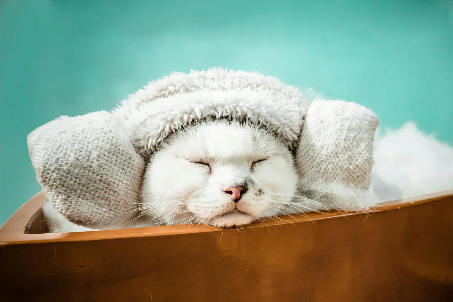 The Complete Guide to Luxury Pet Spa Services: Transform Your Pet’s Wellness Experience in 2026 Luxury Pet Spa