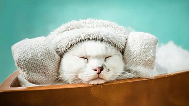 Luxury Pet Spa