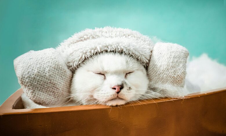 Luxury Pet Spa