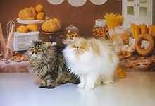 Pet Chef Services