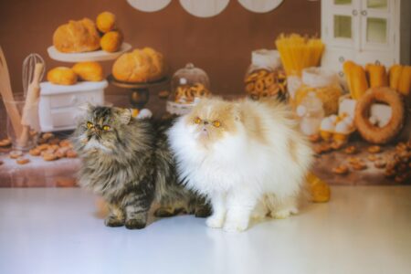 Pet Chef Services
