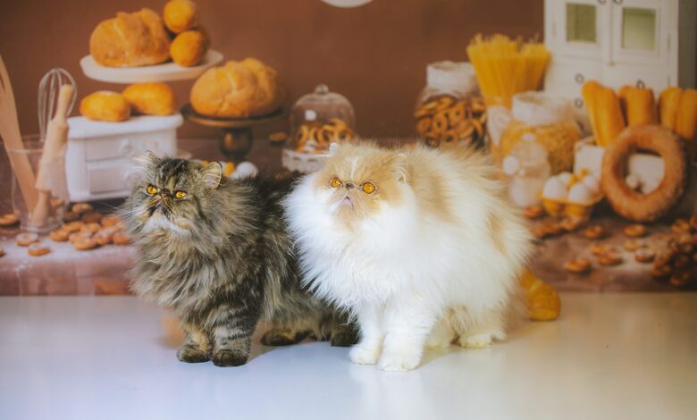 Pet Chef Services