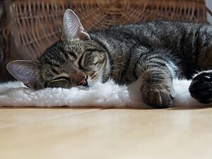 Pet Enthusiasm