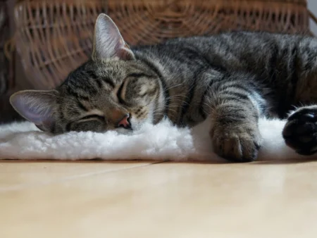 Pet Enthusiasm Management During Your Pet’s Final Journey: Making the Best Choices with Love Pet Enthusiasm