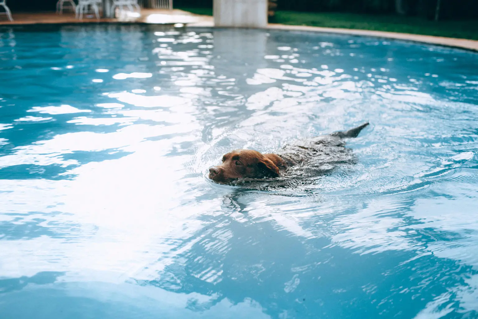 Pet Rehabilitation: The Complete Guide to Transforming Your Pet’s Health and Recovery Pet Rehabilitation
