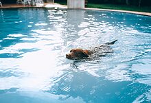 Pet Rehabilitation