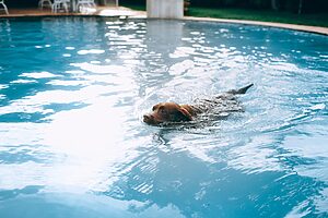 Pet Rehabilitation