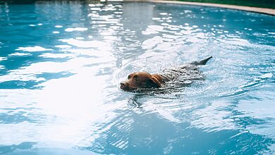 Pet Rehabilitation