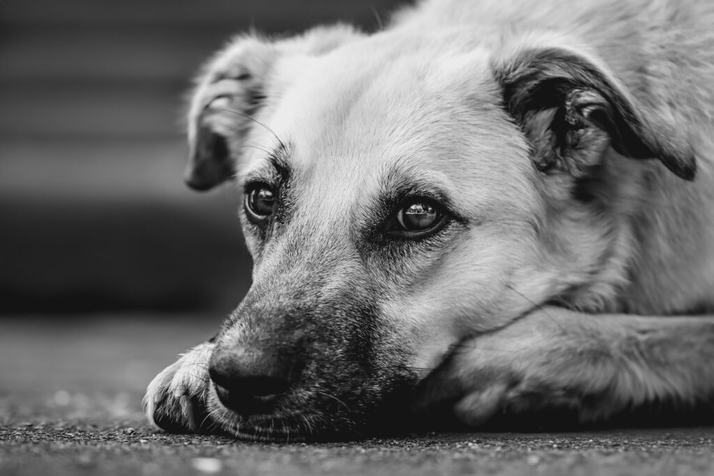 The Importance of Recognizing Early Signs of Dog Anxiety