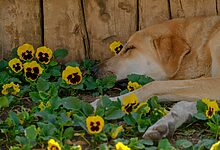 Pet Aromatherapy