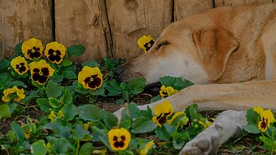 Pet Aromatherapy