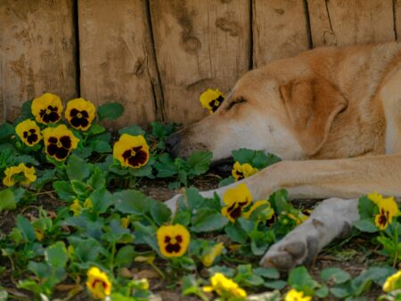 Pet Aromatherapy