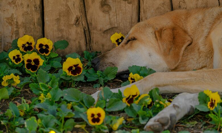 Pet Aromatherapy