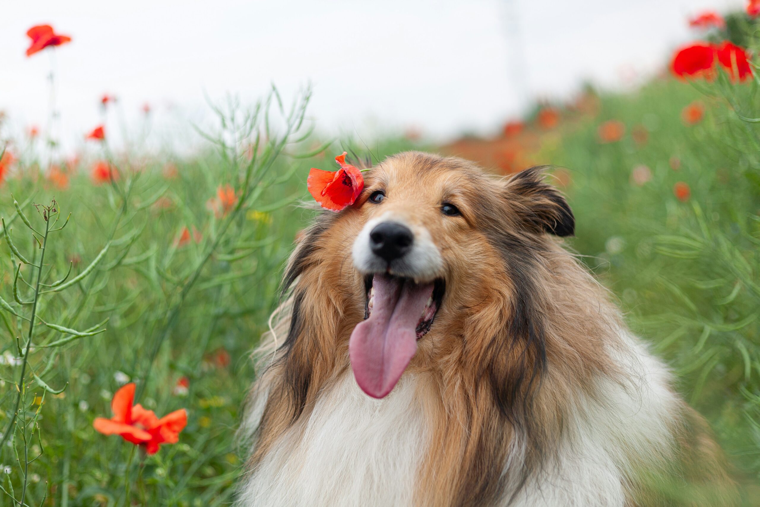 Pet Aromatherapy