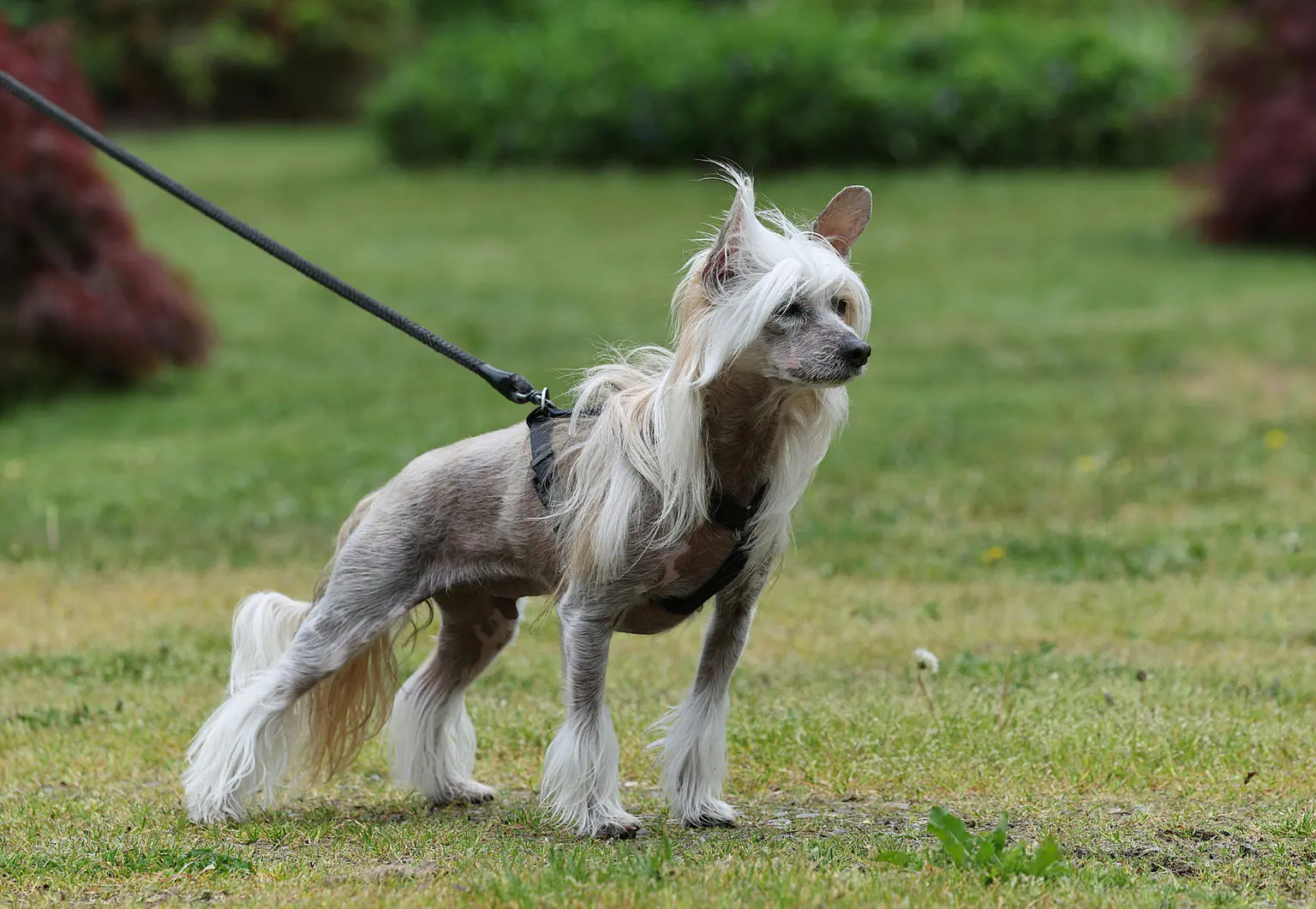 Show Dog Grooming Services: Complete Professional Guide to Championship-Quality Results 2026 Show Dog Grooming Services