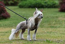 Show Dog Grooming Services