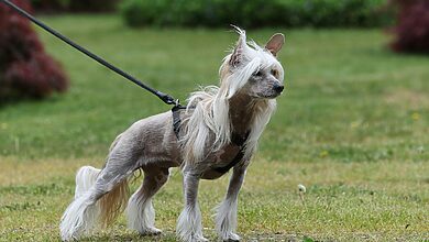 Show Dog Grooming Services