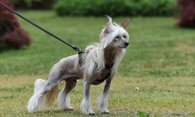 Show Dog Grooming Services