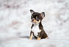 pet dermatology