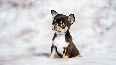 pet dermatology