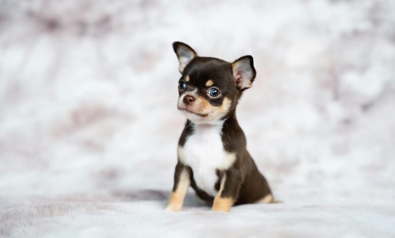 pet dermatology
