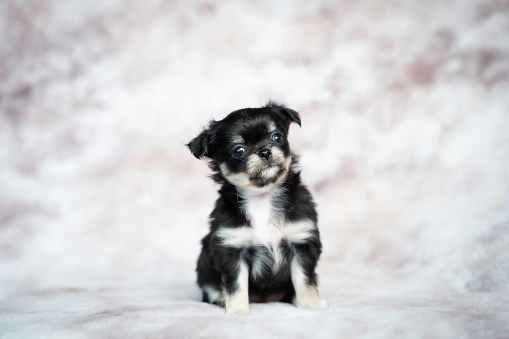  pet dermatology