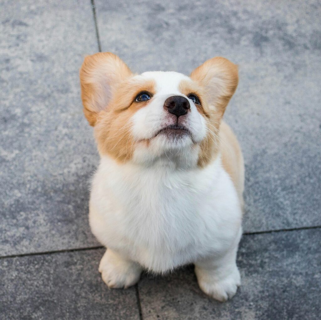 pet wedding planning