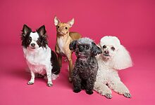 Organic Pet Grooming Products