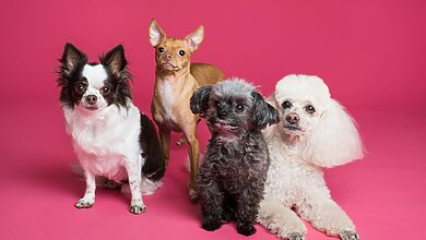 Organic Pet Grooming Products