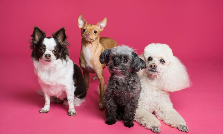 Organic Pet Grooming Products