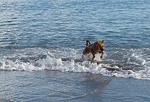 summer activities for pets