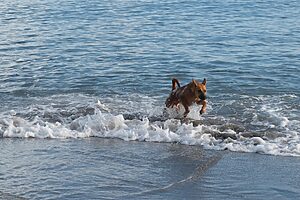 summer activities for pets