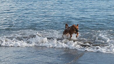 summer activities for pets