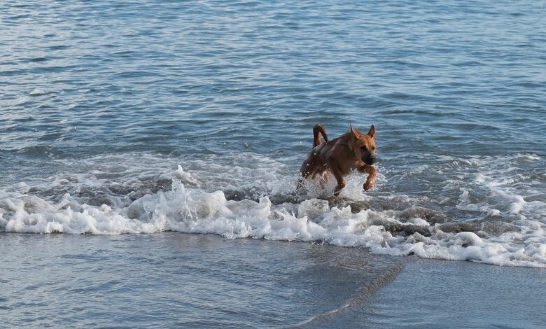 summer activities for pets