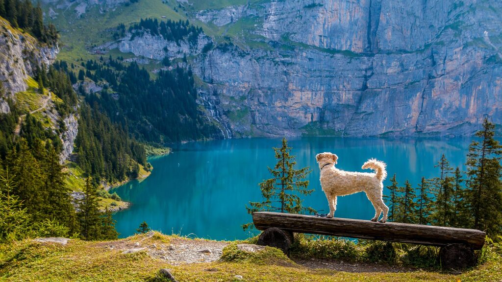 summer activities for pets