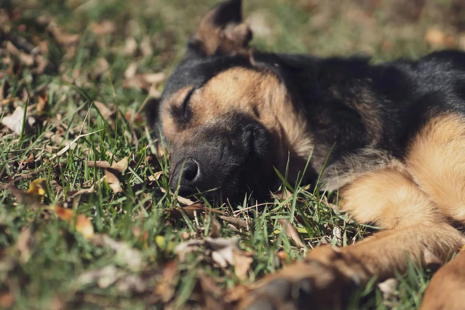 Dog Training ROI Measurement: Complete Guide for Maximizing Your Investment in Professional Pet Care 2026 ROI Measurement